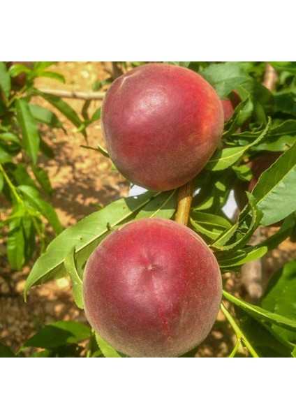 Tüplü Yarı Bodur Aromalı Carselet Şeftali Fidanı