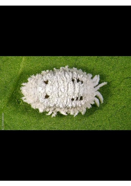 10 L. Çiçek ve Bitkiler Için Unlu Pamuk Biti Ilacı 3 Bitki Besini Hediye fırsatları