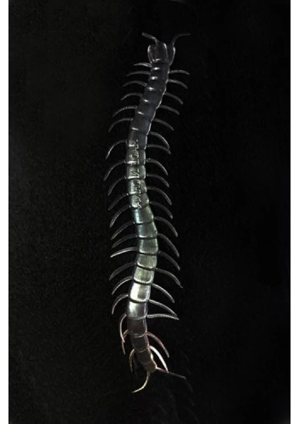 Karanlıkta Parlayan Fosforlu Kırkayak fiyatları