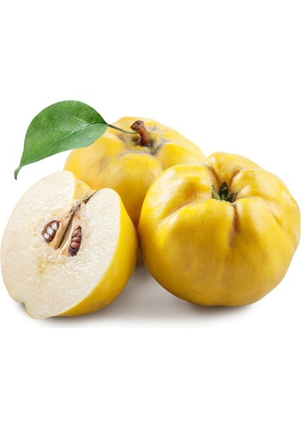 Tüplü Yarı Bodur Mayhoş Aromalı Limon Ayva Fidanı