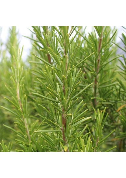 Tüplü Biberiye Rosemary Fidanı