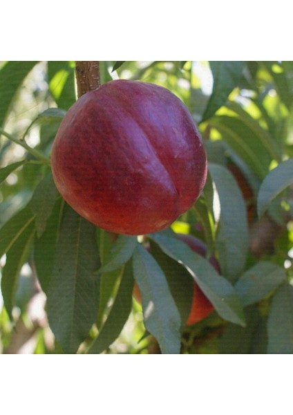 Tüplü Yarı Bodur Kaliteli Çeşit Venüs Nektarin Fidanı