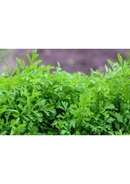 Yöresel Hatay Teresi (Ince Yaprak) Tohumu-10 Gram