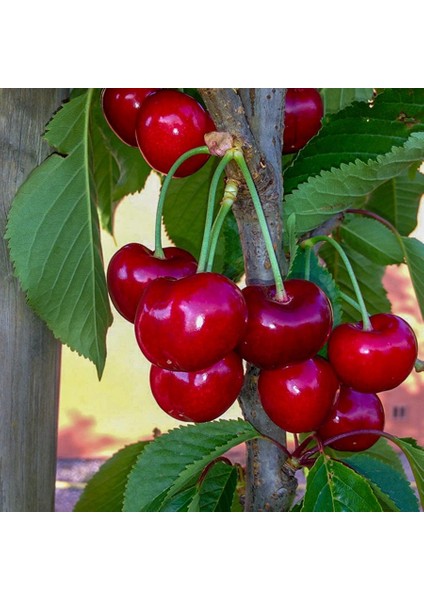 Tüplü Yarı Bodur Iri Meyveli Star Giant Kiraz Fidanı