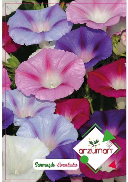 Sabah Çiçek Açan Sarmaşık Çiçeği Tohumu-50 Adet