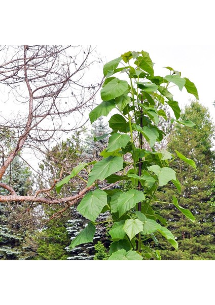 Dünya'nın En Hızlı Büyüyen Ağacı Paulownia Fidanı fırsatları