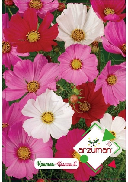 Hızlı Büyüyen Kosmos Çiçeği Tohumu-30 Adet