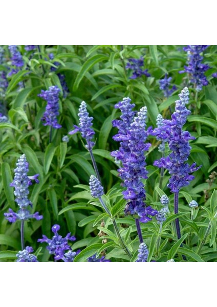 Salvia Mavi Mor Çiçekli Adaçayı Bitkisi Tohumu-50 Adet (Orjinal Paket)