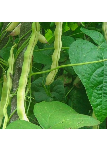 Taze Oturak Karlı Barbunya Tohumu-50 Gram (Orjinal Paket)