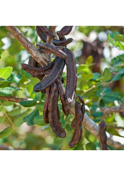 Keçi Boynuzu Harnup Ağacı Tohumu-(25 Adet) modelleri