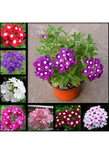 Verbana Mine Çiçeği Tohumu-50 Adet