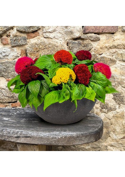 Horoz Ibiği Çiçeği Tohumu-50 Adet (Orjinal Paket)