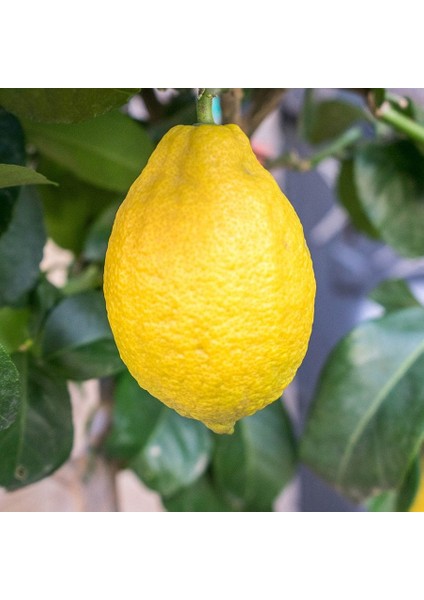 Tüplü Çok Verimli Eureka Limon Fidanı