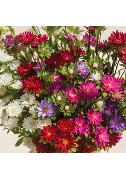 Dilber Kirpiği Aster Çiçeği Tohumu-50 Adet (Orjinal Paket)