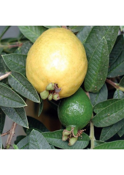 Saksıda Sarı Armut Guava Fidanı