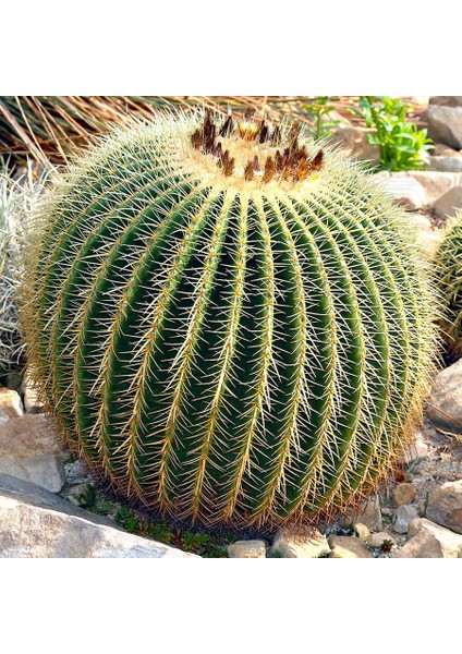 Echinocactus Altınfıçı Kaktüs TOHUMU-100 Adet