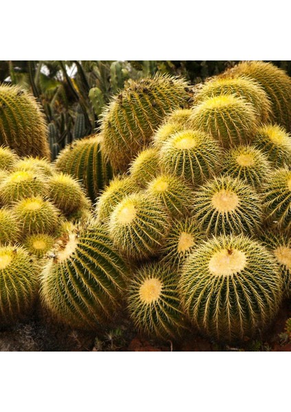 Echinocactus Altınfıçı Kaktüs TOHUMU-100 Adet fiyatları