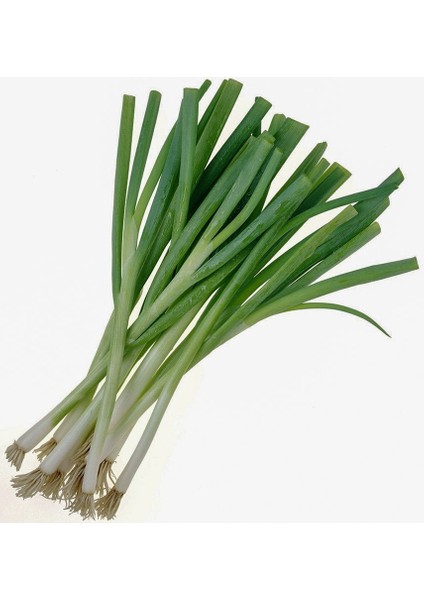 Yeşil Demet Soğan Tohumu-5 Gram (Orjinal Paket)