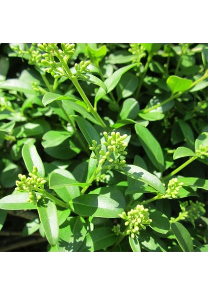 Tüplü Çit Bitkisi Ligustrum Kurtbağrı Fidanı