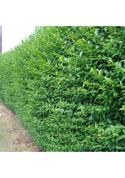 Tüplü Çit Bitkisi Ligustrum Kurtbağrı Fidanı fiyatları
