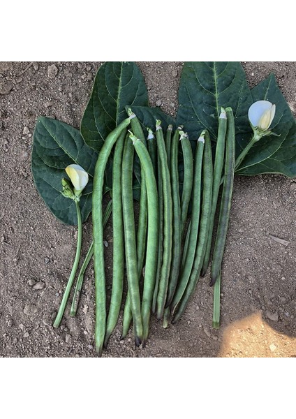 Karagöz Börülce Tohumu-50 Gram (Orjinal Paket)