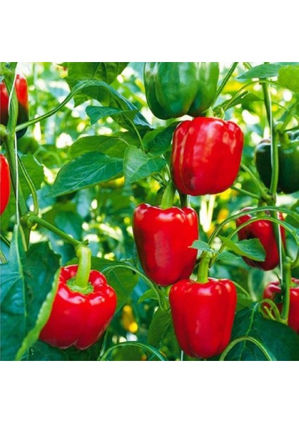 Kırmızı Kaliforniya Dolma Biber Fidesi-5 Adet