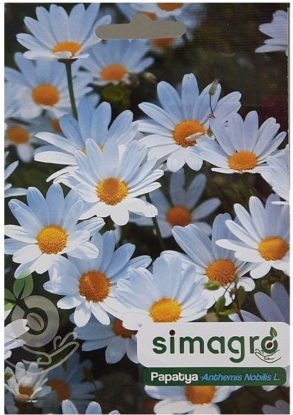 Her Yıl Çiçek Açan Papatya Çiçeği TOHUMU-100 Adet