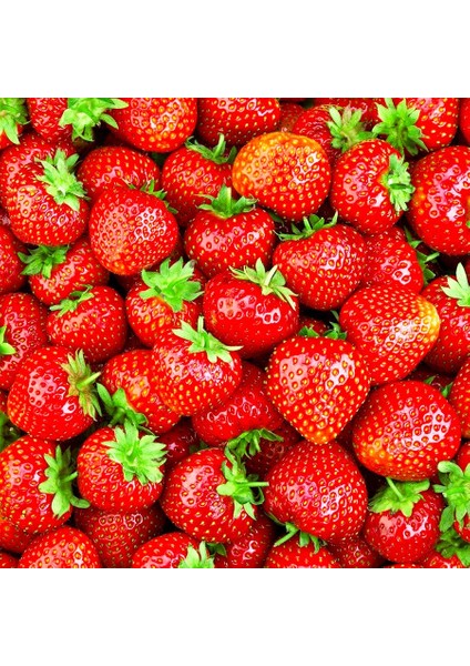 Yediveren Çok Yıllık Çilek TOHUMU-100 Adet