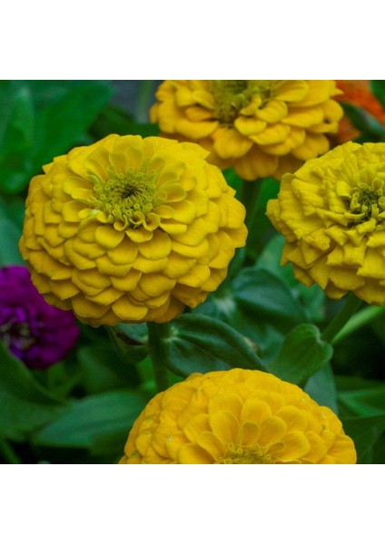 Sarı Zinnia Kirli Hanım Çiçeği Tohumu-25 Adet (Orjinal Paket)