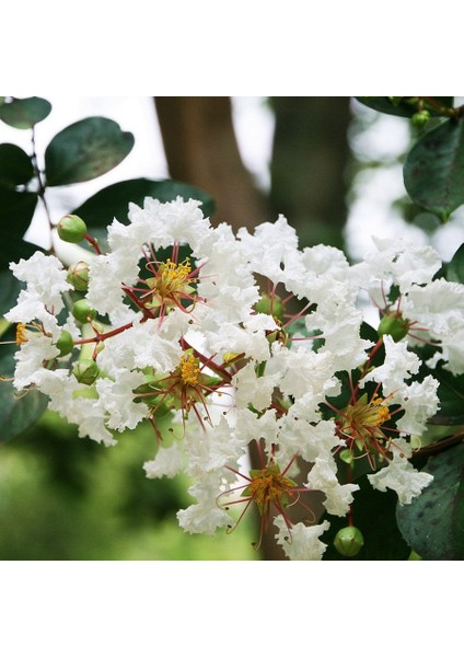 Tüplü Beyaz Çiçekli Lagerstroemia Indica Oya Ağacı