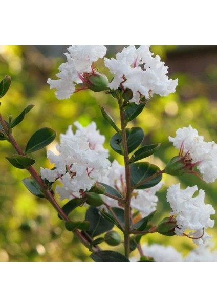 Tüplü Beyaz Çiçekli Lagerstroemia Indica Oya Ağacı fiyatları