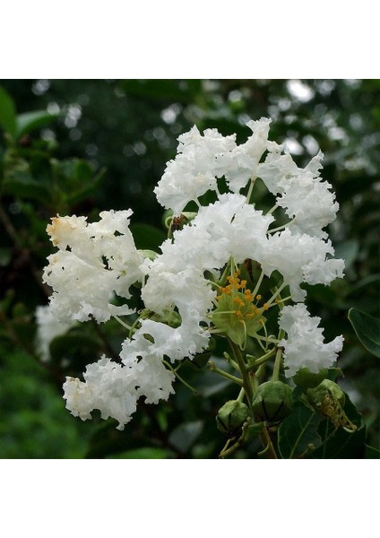 Tüplü Beyaz Çiçekli Lagerstroemia Indica Oya Ağacı modelleri