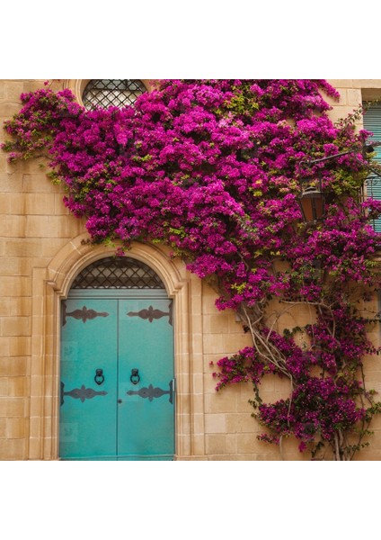 Saksıda Sarılıcı Mor Tırmanıcı Begonvil Sarmaşığı Fidanı fiyatları