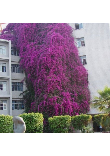 Saksıda Sarılıcı Mor Tırmanıcı Begonvil Sarmaşığı Fidanı modelleri