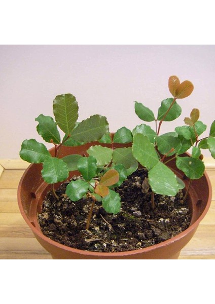 Keçi Boynuzu Harnup Ağacı Tohumu-(50 Adet) fiyatları