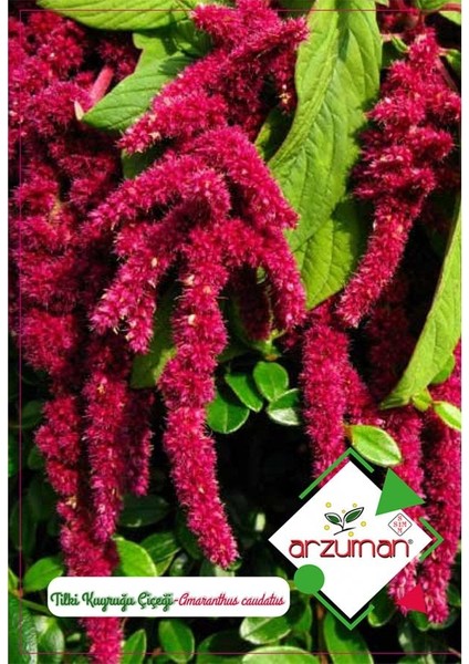 Tilki Kuyruğu (Amaranthus) Çiçeği TOHUMU-100 Adet