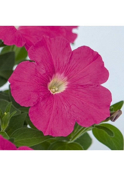 Mix Petunya Çiçeği Tohumu-50 Adet (Orjinal Paket)