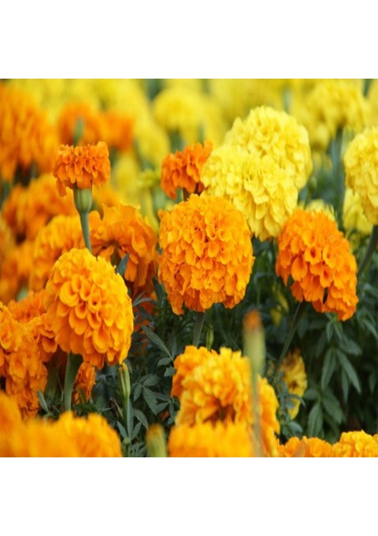 Sarı Turuncu Kadife Çiçeği Tohumu-50 Adet