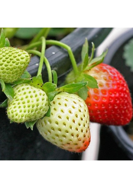 Yediveren Çok Yıllık Çilek TOHUMU-100 Adet