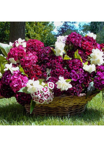 Katmerli Hüsnü Yusuf Çiçeği Tohumu-30 Adet (Orjinal Paket)