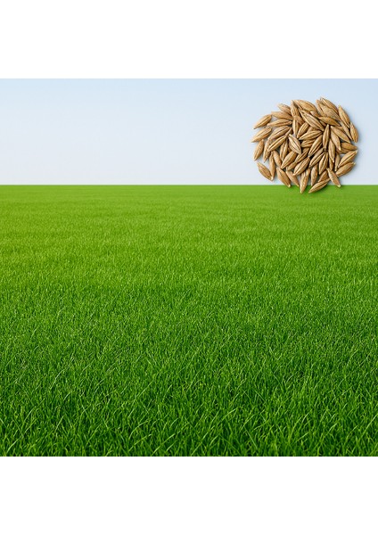 Profesyonel Ultra Lüks Çim Tohumu Karışımı 10 Gr. – Yoğun Yeşillik, Hızlı Çimlenme ! Yumuşak Dokulu fiyatları