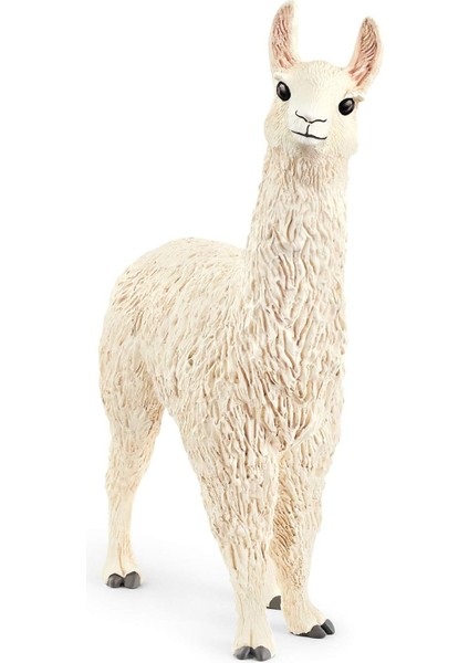 Lama