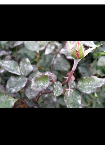 Çiçek ve Bitkiler Için Mantar ve Küf Ilacı 1000 ml + Bitki Besini Hediyeli fiyatları