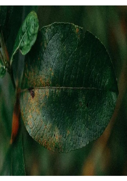 Çiçek ve Bitkiler Için Mantar ve Küf Ilacı 1000 ml + Bitki Besini Hediyeli modelleri