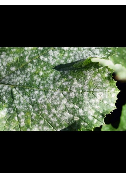 Çiçek ve Bitkiler Için Mantar ve Küf Ilacı 1000 ml + Bitki Besini Hediyeli indirimleri