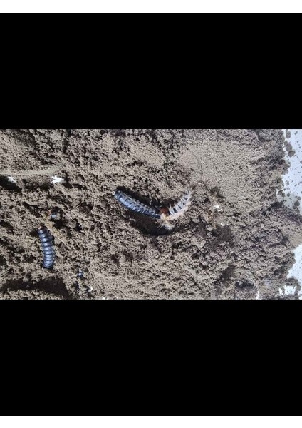 3 Adet Bitki Topraklarındaki Zararlılar Için Bitki Besini Hediyeli fırsatları