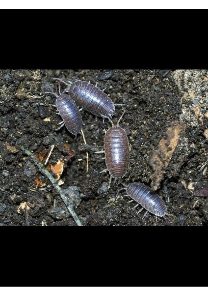 3 Adet Bitki Topraklarındaki Zararlılar Için Bitki Besini Hediyeli indirimleri