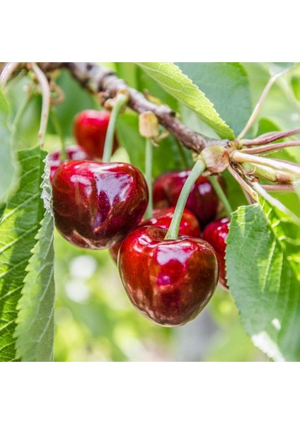 Tüplü Yarı Bodur Erkenci Çeşit Early Lory Kiraz Fidanı