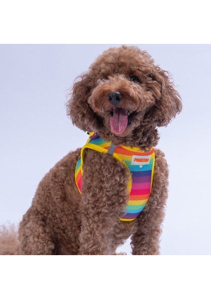 Air-Mesh Rainbow Köpek Göğüs Tasması modelleri