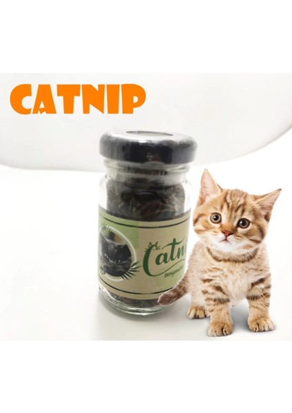 Catnip Doğal Kedi Otu - Kedi Nanesi modelleri